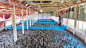 Duck Farming Transforms Lives of Women in Netrokona’s Haor Region